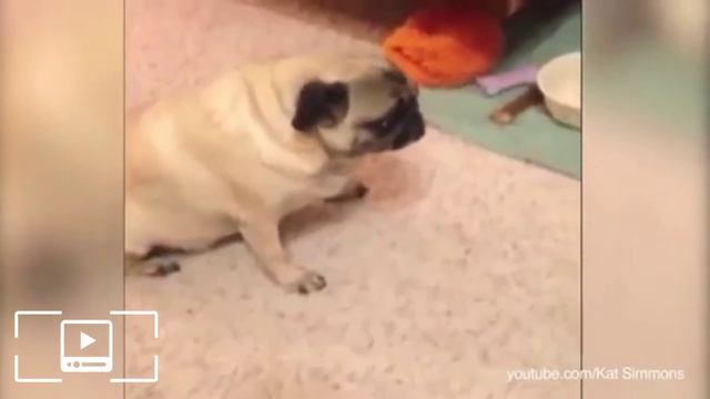 Кошки отняли лежанки у собак смотреть онлайн