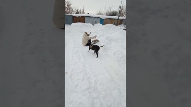 Катается на санках смотреть онлайн