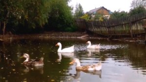 Гуси плавают.