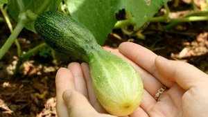 Калий - один из главных элементов питания растений!! Чем он уникален??