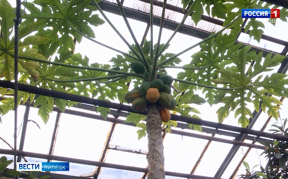 В липецком тропическом саду растут папайя и фейхоа