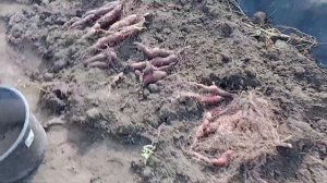 Начало уборки батата 2023