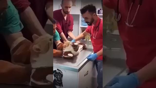 А ваш кот кусается? смотреть онлайн