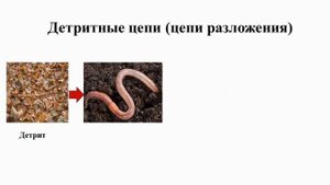 Тема 39. Цепи и сети питания. Трофические уровни