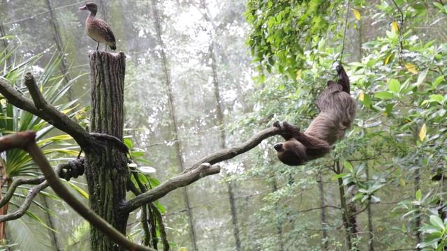 Ленивец на волосок от смерти / Зоопарк Сингапура смотреть онлайн