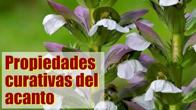 Propiedades curativas del acanto Planta Medicinal Acanthus Mollis смотреть онлайн