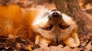Факты о лисах