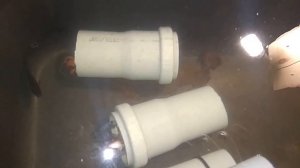 Австралийские раки. Разведение раков в УЗВ. Проблемы на старте.