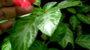 Episcia frosty nempel di tembok pondasi