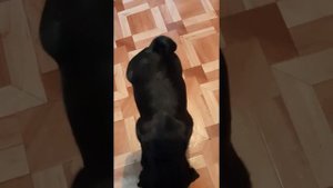 Дрессировка мопса.