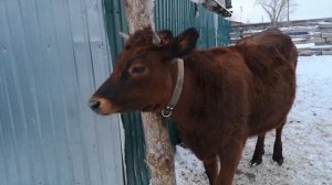 Коровы Красногорбатовской породы. Молочность, стандарты породы. Где купить. Всё, что я о них знаю.