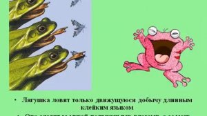 Внутреннее строение лягушки.AVI