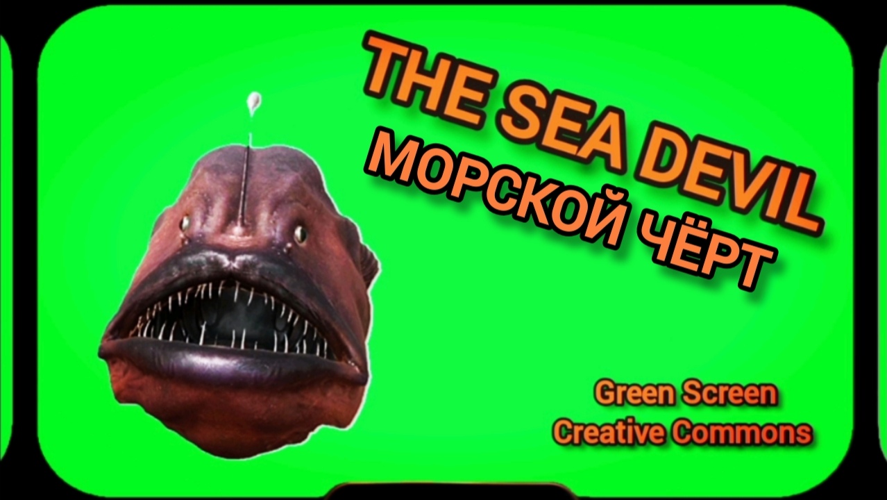 Рыба Морской чёрт видео Green Screen футаж. Хромакей анимация на зелёном фоне.