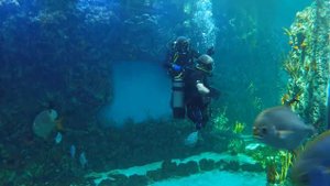 Дайвинг-вызов Дмитрия Павленко. Погружение в Океанариуме Крокус-сити, Москва