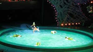 Вика Елисеенко собаки