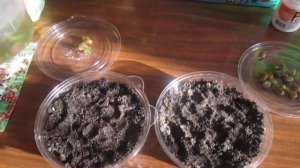 Кофейное дерево (посадка семян)