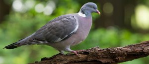 Один день из жизни дикого голубя - вяхиря