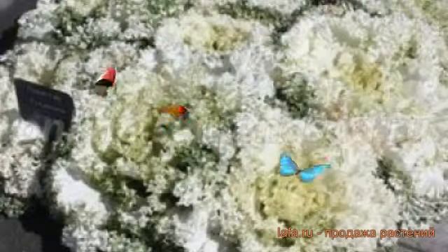 Капуста декоративная Вайт ? декоративная капуста Вайт обзор: как сажать, семена капусты Вайт смотреть онлайн