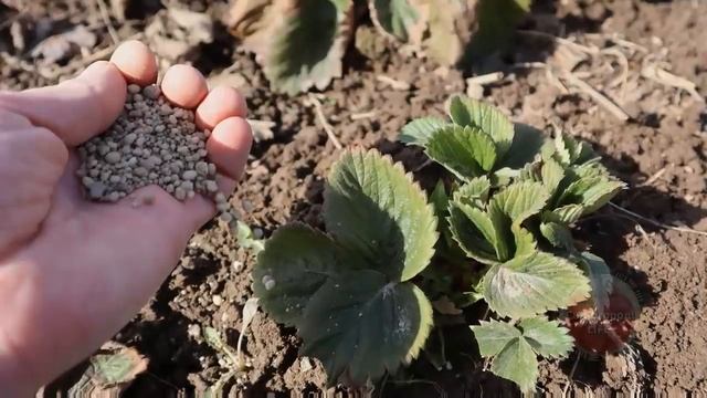 Раскидайте это по клубнике рано весной! Уход подкормка обработка клубники после зимы в апреле! смотреть онлайн