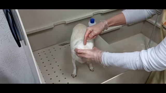 Как помыть голову собаке и не залить уши?