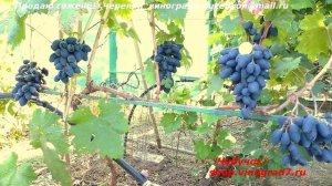 Виноград РОМБИК- ультраранний срок созревания, участок Пузенко Натальи Лариасовны
