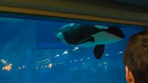 Москвариум ВДНХ Касатки