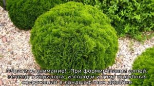 Как правильно посадить тую