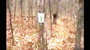 5 Странных Существ в Лесу, Снятые на Камеру