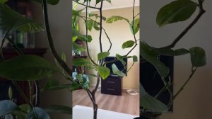 Когда лучше прививать цитрусовые