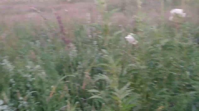 АПТЕКА ПОД НОГАМИ: ЛАБАЗНИК- ТАВОЛГА-БЕЛОГОЛОВНИК смотреть онлайн