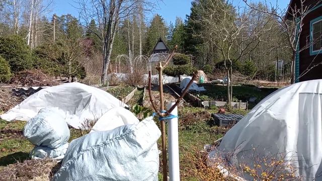 ВЫРАЩИВАНИЕ ГОРТЕНЗИЙ НА ШТАМБЕ! Мой опыт. смотреть онлайн