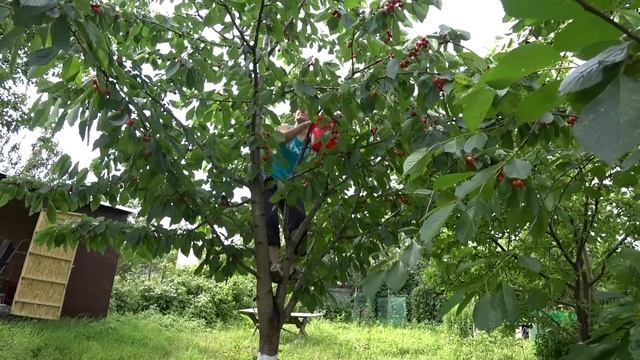 ВЛОГ : С ДОЧКОЙ НА ДАЧУ / ЧЕРЕШНЯ / САЖАЮ УКРОП