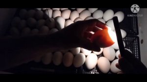 22 сутки инкубации мускусной утки// индоутки (часть 3)