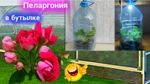 Пеларгония плющелистная "TESS Vlada". Начало 5.03.2024.