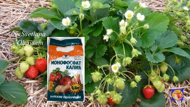 ВСЕГО ЛОЖКА НА ВЕДРО И КЛУБНИКУ СОБИРАЮ ВЕДРАМИ. МОНОФОСФАТ КАЛИЯ +....