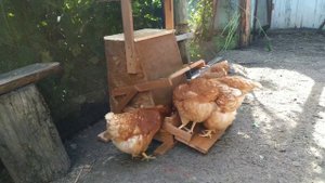 Механическая кормушка для кур несушек, своими руками. Как сделать кормушку для кур несушек