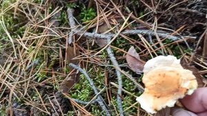 Лисичка ложная ( Hygrophoropsis aurantiaca) или кокошка.