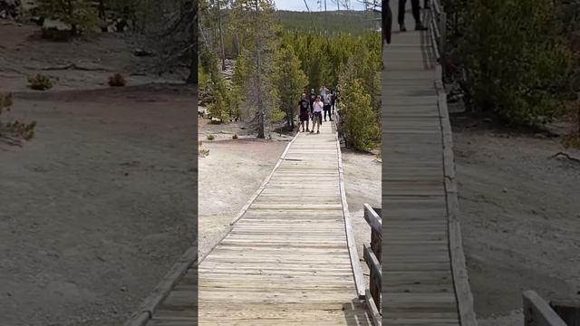 Yellowstone bison cracks through the boardwalk at Norris Geyser Basin