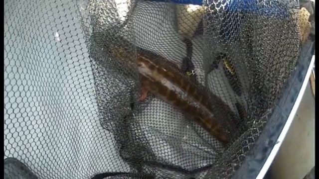 28 30 08 2020 Немного обо всём)) смотреть онлайн