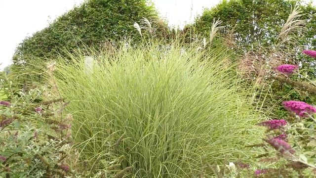 Miscanthus sinensis 'Morning Light' смотреть онлайн