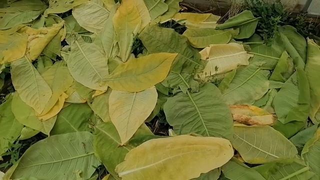 Выжелчивание табачного листа смотреть онлайн