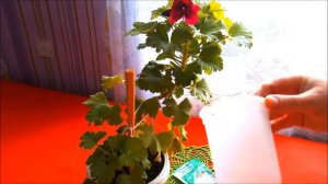 Королевская герань.Выращиваю из черенка.