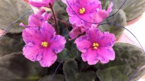 Saintpaulia " Carnaval ", African Violet