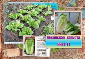 ✅❦ Пекинская капуста Ника F1 от посадки в грунт до сбора урожая