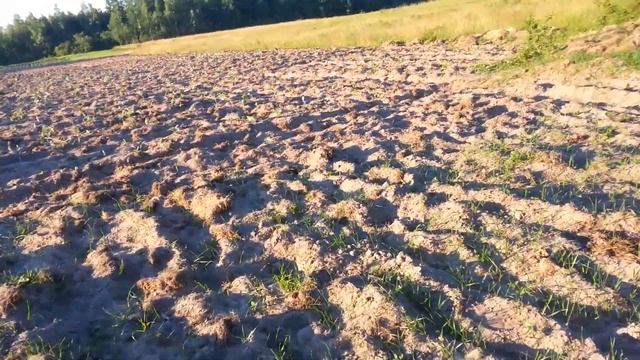 Посевная практически завершилась. Тля на капусте