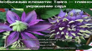 Необычный клематис Тайга — главное украшение сада