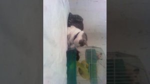 Кот ест хомяков