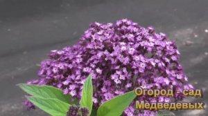 Начало цветения однолетников - цветочные клумбы в конце июня