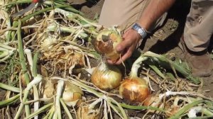 SPW On RFD-TV: Where Your Sweet Winter Onions Come From (Hint: Not Vidalia... But Sort Of...)