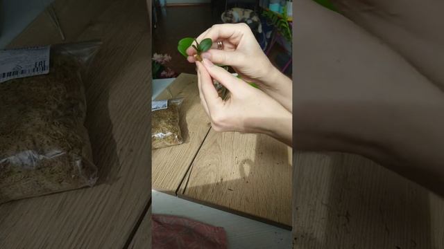 Орхидея с деткой на цветоносе